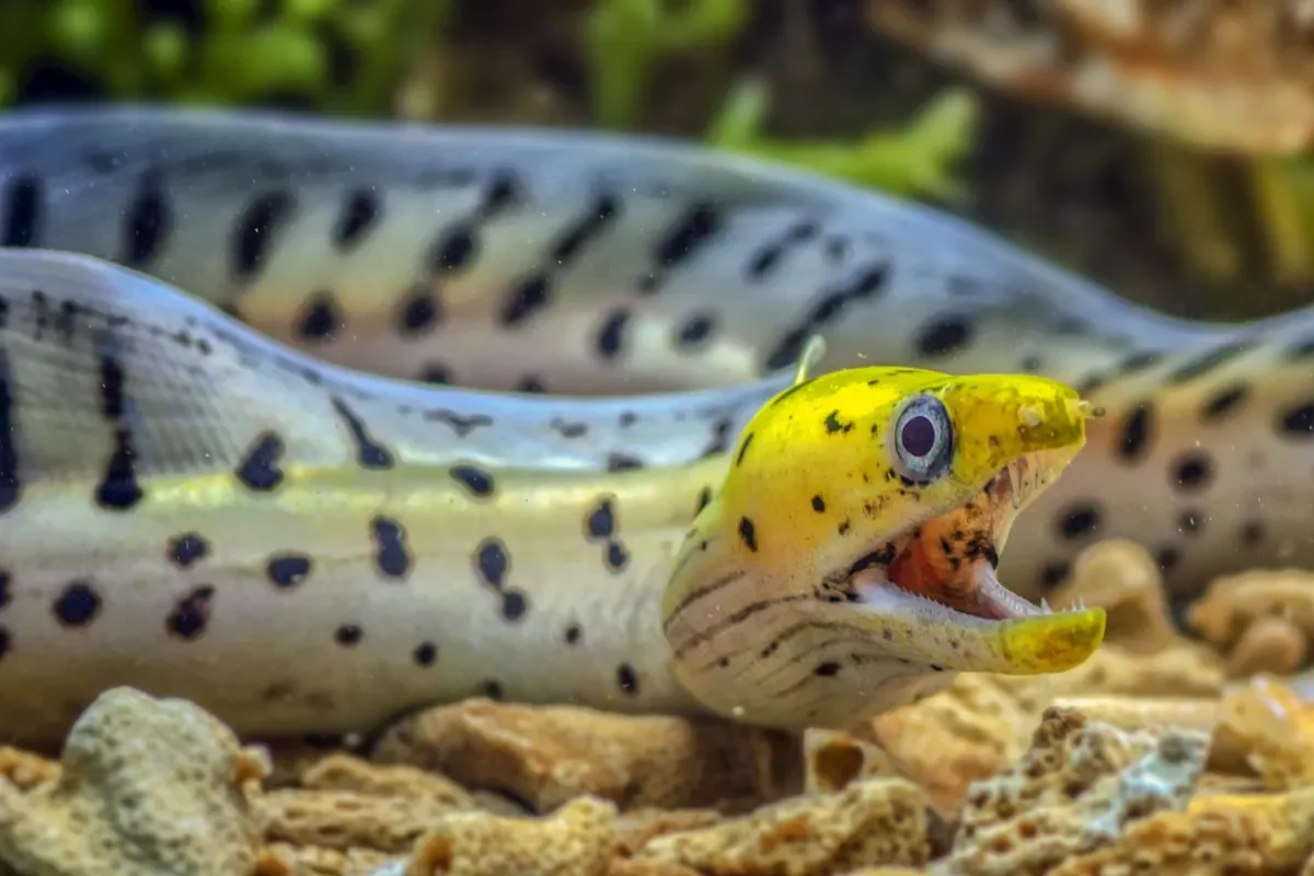 decouvrez-les-animaux-les-plus-effrayants-et-dangereux-trouves-aux-fidji